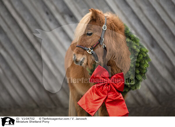 Miniature Shetland Pony / VJ-04702