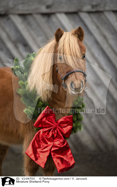 Miniature Shetland Pony / VJ-04703