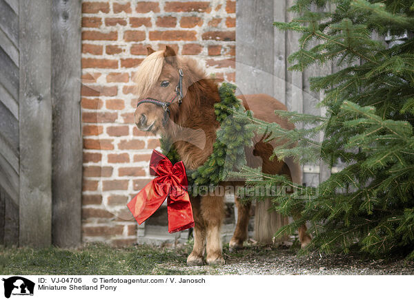 Miniature Shetland Pony / VJ-04706