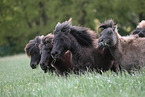 Mini Shetland Ponys