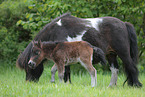 Mini Shetland Ponys