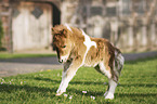 Mini Shetland Pony Foal