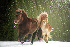 2 galloping Mini Shetland Ponies