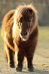 standing Mini Shetland Pony
