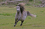 galloping Mini Shetland Pony