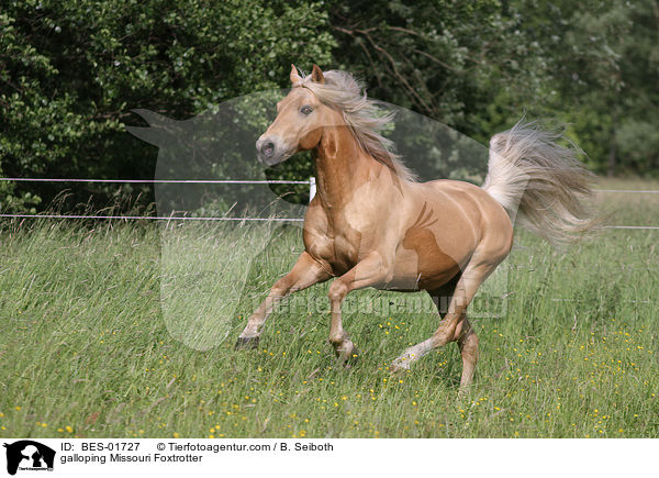 galloping Missouri Foxtrotter / BES-01727