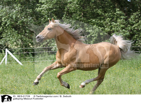 galloping Missouri Foxtrotter / BES-01728
