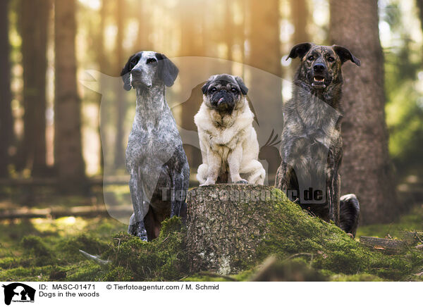 Dogs in the woods / MASC-01471