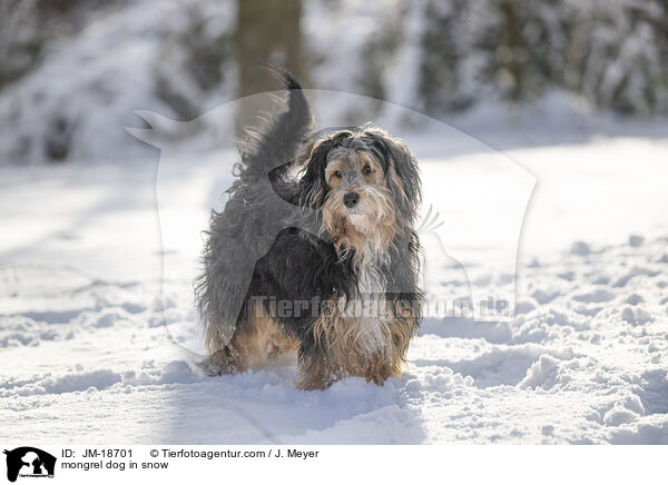 Mischling im Schnee / mongrel dog in snow / JM-18701