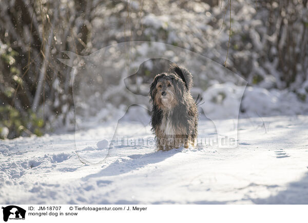 Mischling im Schnee / mongrel dog in snow / JM-18707