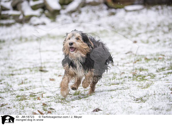Mischling im Schnee / mongrel dog in snow / JM-18723