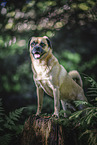 mongrel dog in the forest