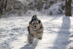 mongrel dog in snow