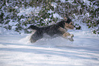 mongrel dog in snow