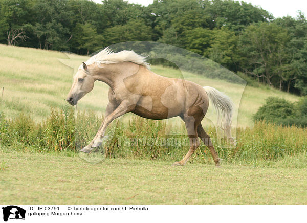 galloping Morgan horse / IP-03791