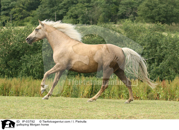 galloping Morgan horse / IP-03792