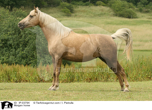 Morgan horse / IP-03794