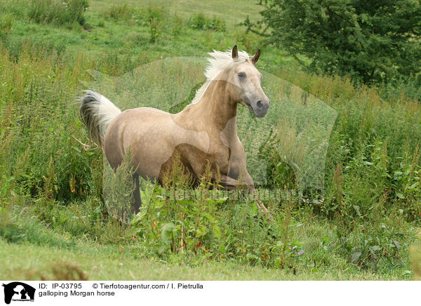galloping Morgan horse / IP-03795
