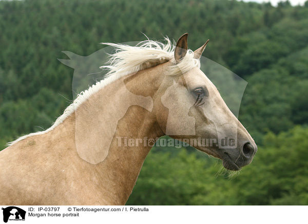Morgan horse portrait / IP-03797
