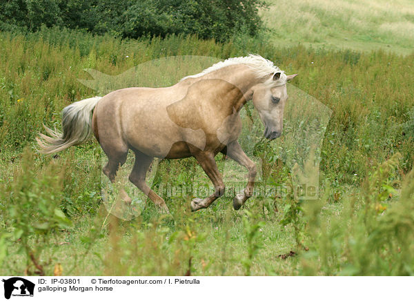 galloping Morgan horse / IP-03801