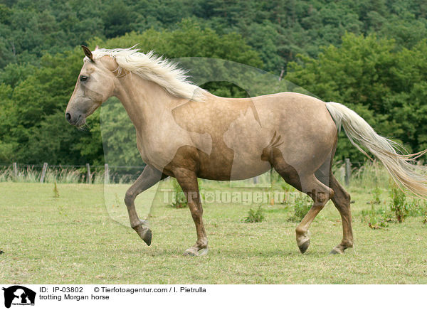 trotting Morgan horse / IP-03802