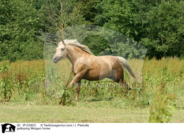 galloping Morgan horse / IP-03803