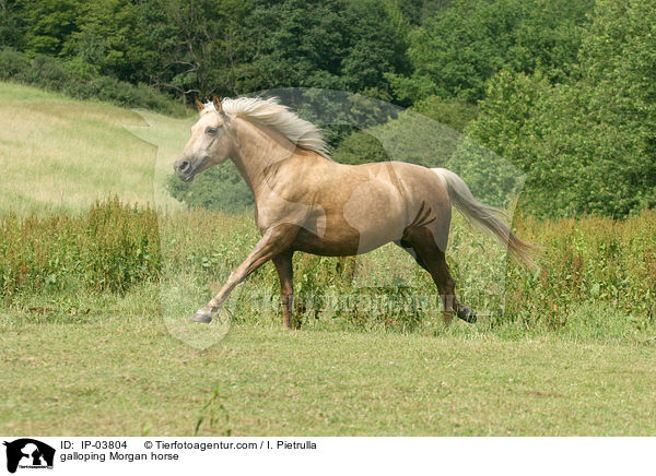 galloping Morgan horse / IP-03804