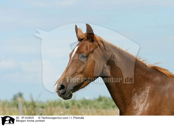 Morgan horse portrait / IP-03805