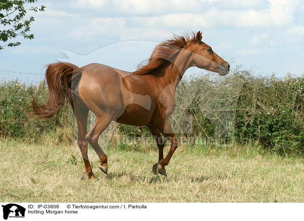 trotting Morgan horse / IP-03806