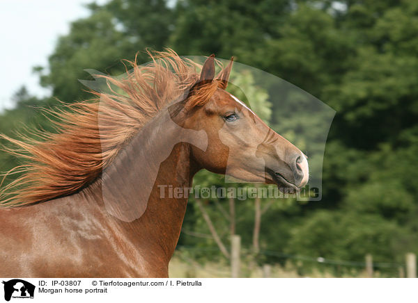 Morgan horse portrait / IP-03807