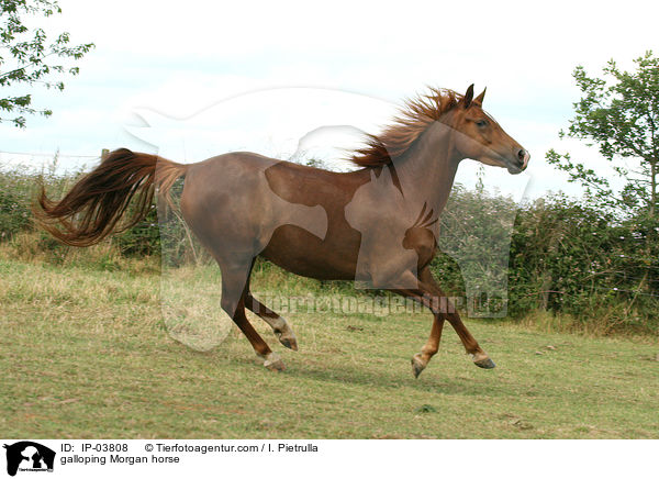 galloping Morgan horse / IP-03808