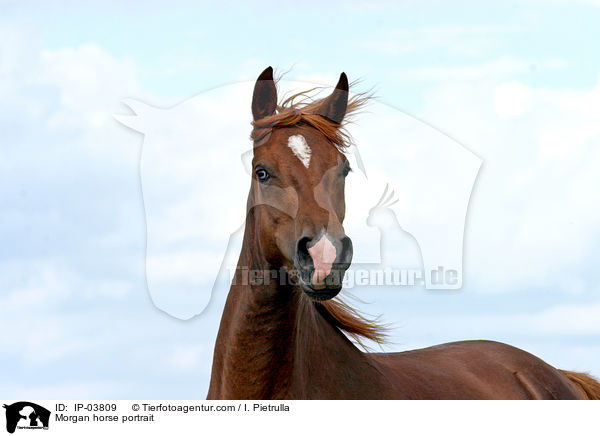 Morgan horse portrait / IP-03809