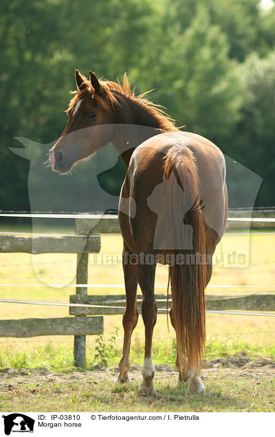 Morgan horse / IP-03810