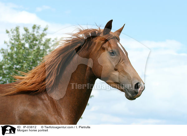 Morgan horse portrait / IP-03812