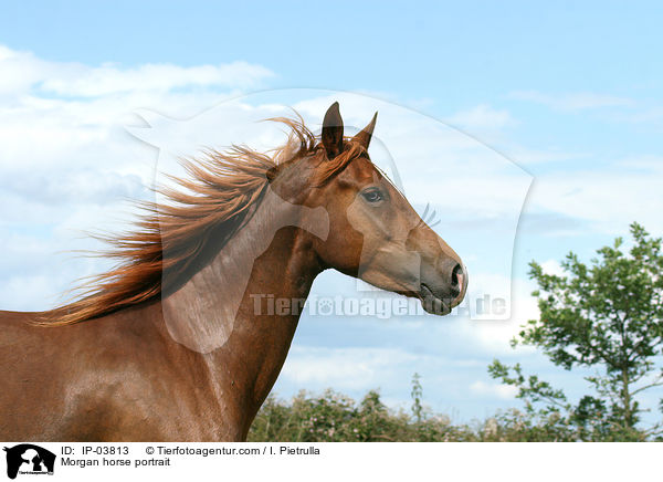 Morgan horse portrait / IP-03813