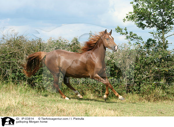 galloping Morgan horse / IP-03814