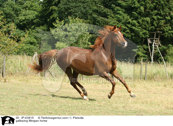 galloping Morgan horse / IP-03815
