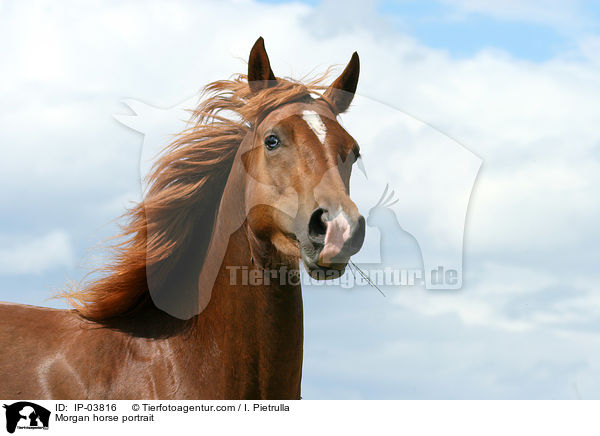 Morgan horse portrait / IP-03816