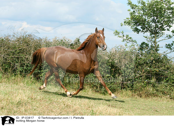 trotting Morgan horse / IP-03817