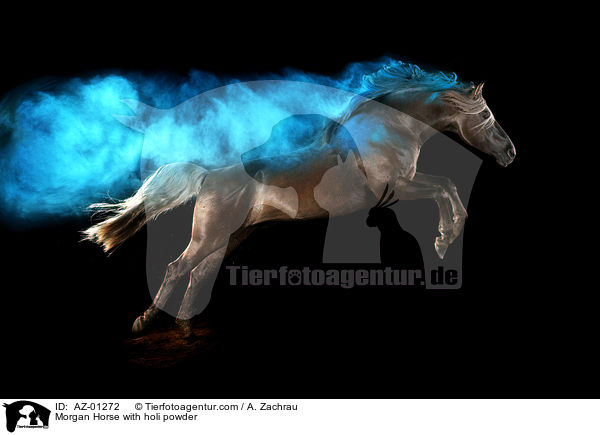 Morgan Horse with holi powder / AZ-01272