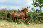 galloping Morgan horse