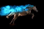 Morgan Horse with holi powder