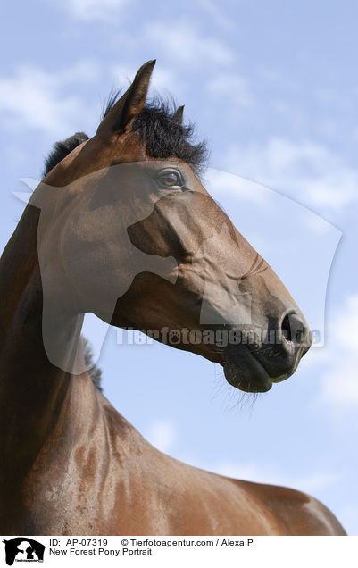 New Forest Pony Portrait / AP-07319