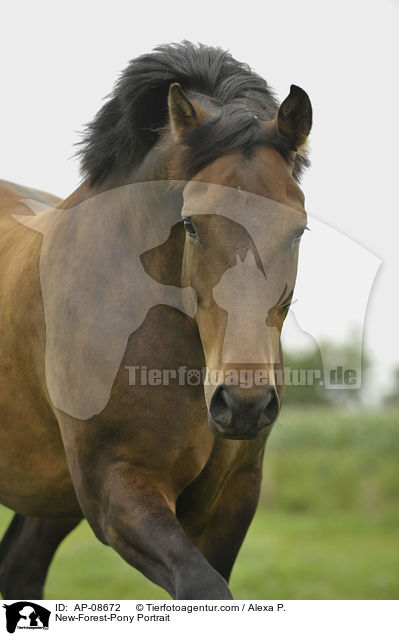 New-Forest-Pony Portrait / AP-08672