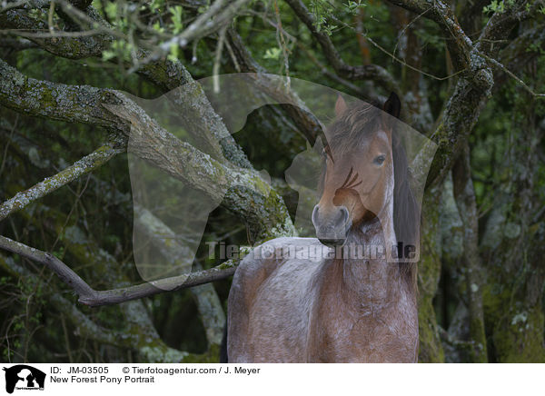 New Forest Pony Portrait / JM-03505