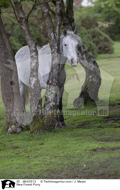 New Forest Pony / JM-03513