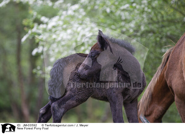New Forest Pony Foal / JM-03592