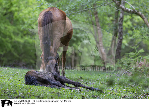 New Forest Ponies / JM-03603