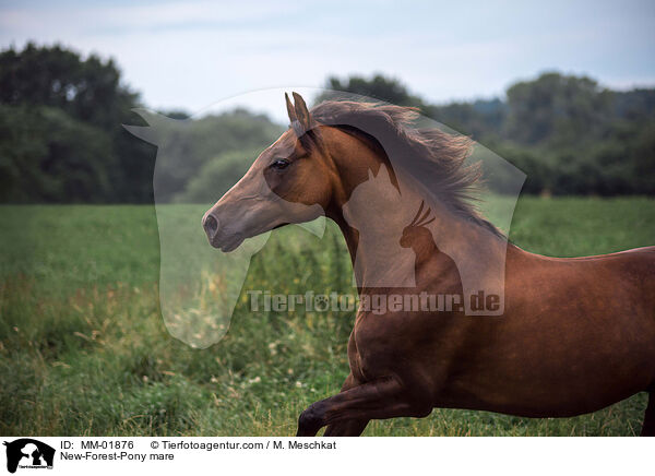 New-Forest-Pony mare / MM-01876