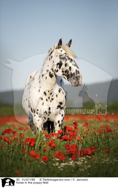horse in the poppy field / VJ-01186
